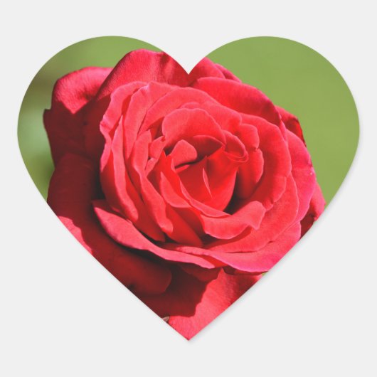 Autocollants de rose (Devant)