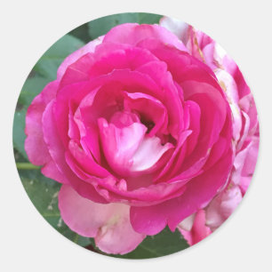 Autocollants de rose de rose