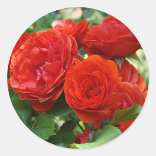 autocollants de roses rouges belles fleurs de rose