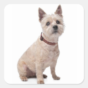 Autocollants de salutation Chien chiot Terrier Cai