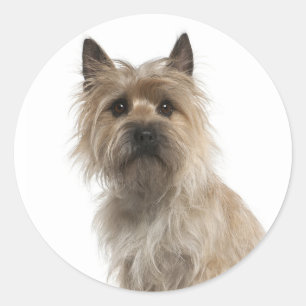 Autocollants de salutation Chien Puppy Cairn Terri