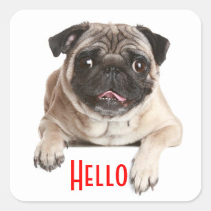 Autocollants de salutation Hello Chien chiot Pug