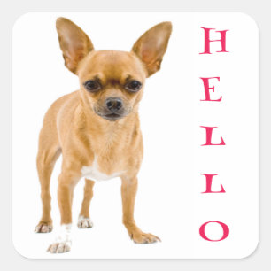 Autocollants de salutation pour chiot Chihuahua