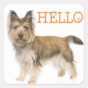 Autocollants de salutation pour chiot Terrier Cair