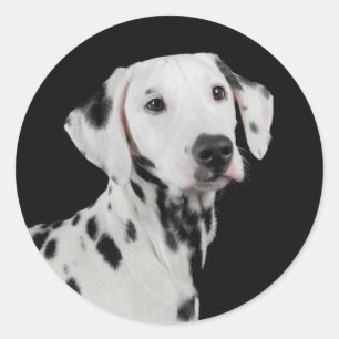Autocollants de salutation pour chiots dalmates