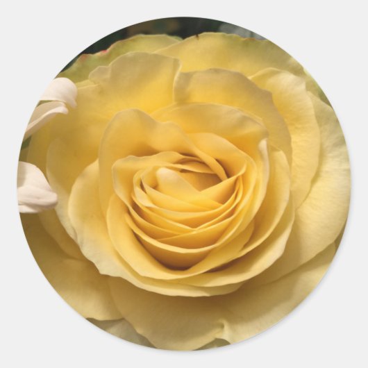 Autocollants de sceaux d'enveloppe de rose jaune (Devant)