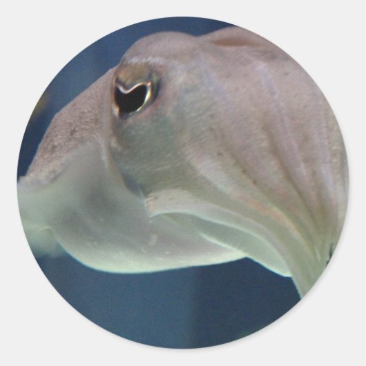 Autocollants de seiche (Devant)