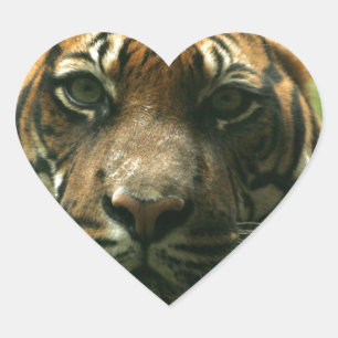 Autocollants de tigre