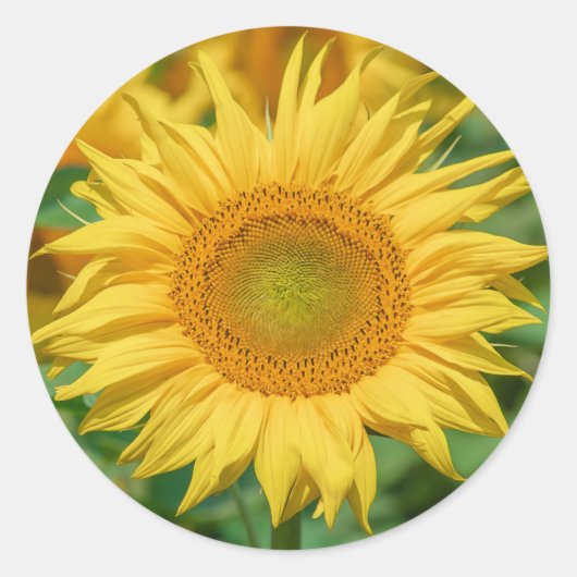 Autocollants de tournesol (Devant)