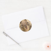 Autocollants d'écureuil souriant (Enveloppe)
