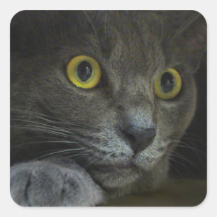 Autocollants d'intensité