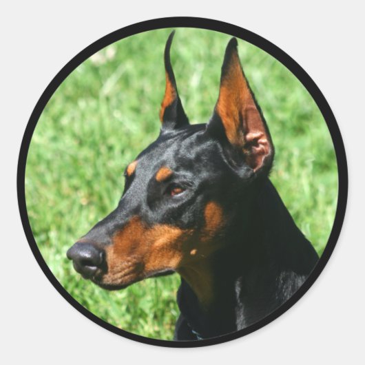 autocollants doberman pinscher (Devant)