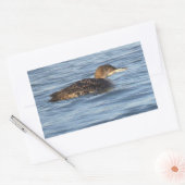 Autocollants d'oiseau Plongeon huard (Enveloppe)