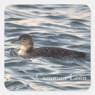 Autocollants d'oiseau Plongeon huard commun