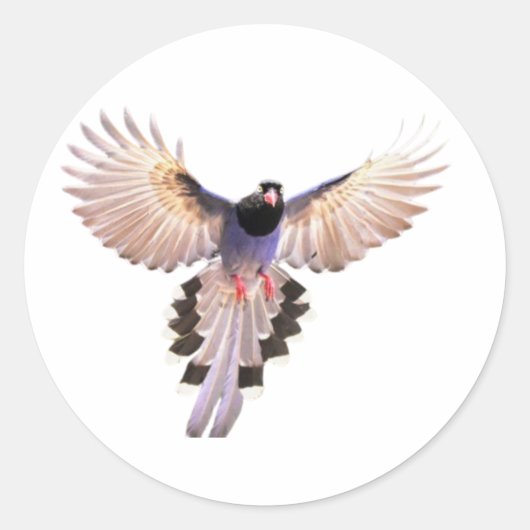 Autocollants d'oiseaux (Devant)