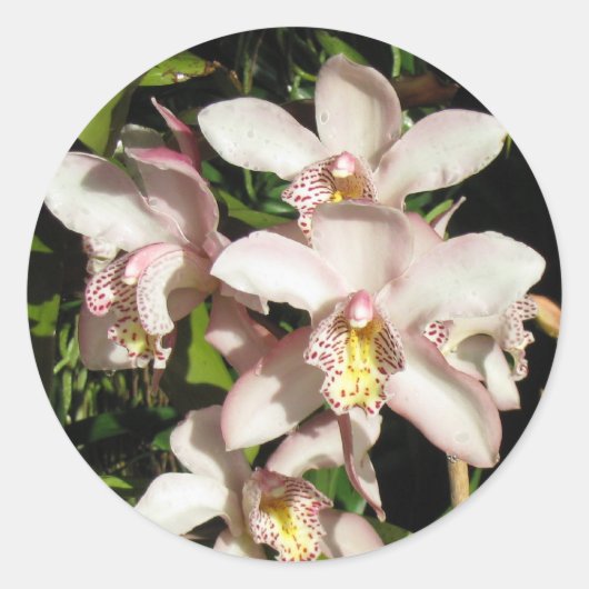 Autocollants d'orchidées Cymbidium (Devant)