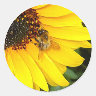 Autocollants du SOLEIL 4U