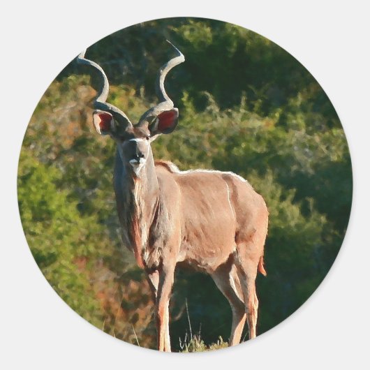 Autocollants East Cape Kudu (Devant)