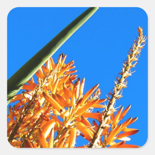 Autocollants en aloe (Devant)