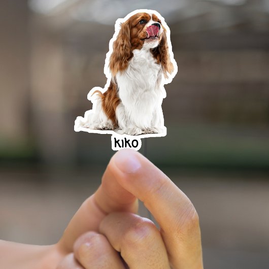 Autocollants en vinyle étanche photo personnalisés