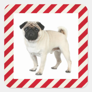 Autocollants / Étiquette Chien chiot Carlin Rouge