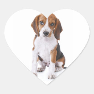 Autocollants / Étiquette de salutation Chien Beagl