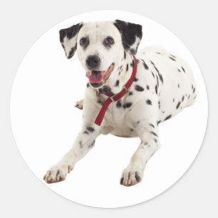 Autocollants / Étiquettes de salutation pour chiot