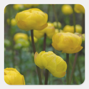 Autocollants Fleur de Globe Jaune