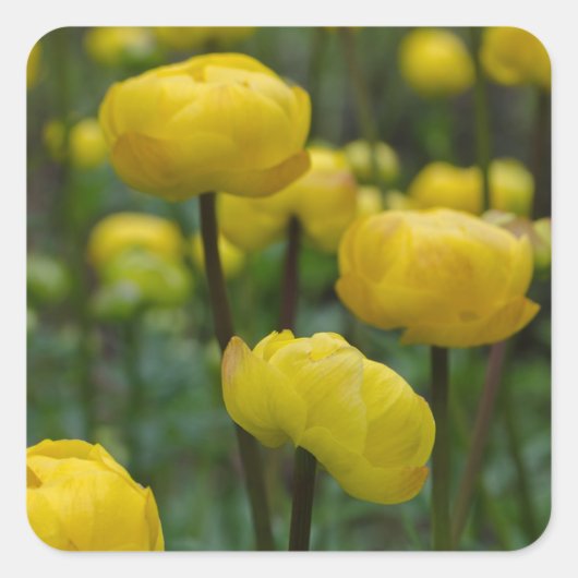 Autocollants Fleur de Globe Jaune (Devant)