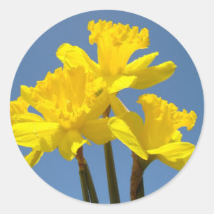 Autocollants Fleurs de Jonquille Jaune de Printemp