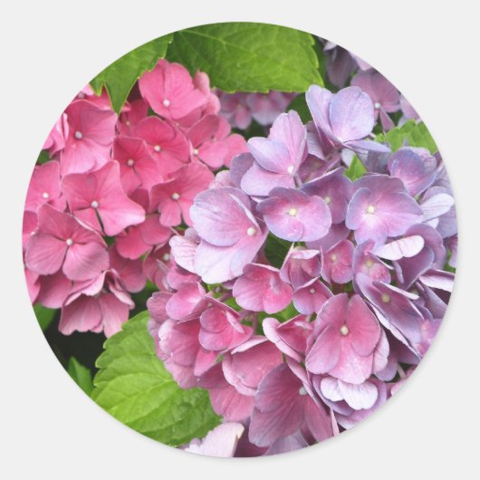 Autocollants floraux Hydrangea (Devant)