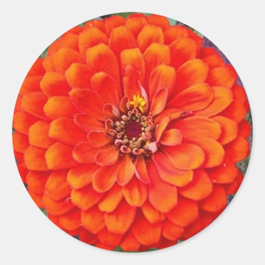 Autocollants floraux Orange Zinnia / Sceau (Devant)