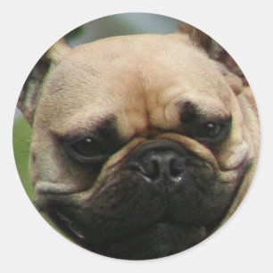 Autocollants français Bulldog