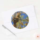 Autocollants gros écureuils (Enveloppe)