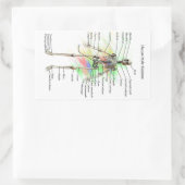 Autocollants Homme Skeleton (Sac)