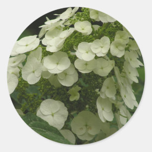 Autocollants Hydrangea (Hydrangea quercifolia)