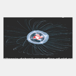 Autocollants immortels de rectangle de méduses