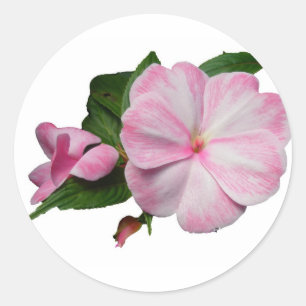 Autocollants Impatiens rose