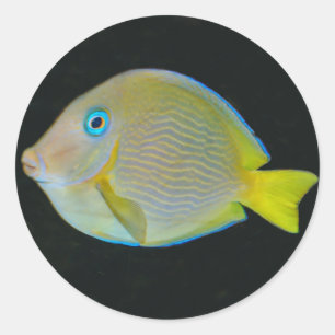 Autocollants jaunes et bleus de poissons