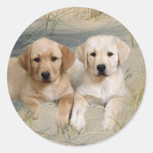 Autocollants Labrador Retriever Pubs Sur La Plage