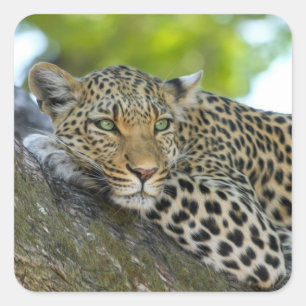 autocollants léopard