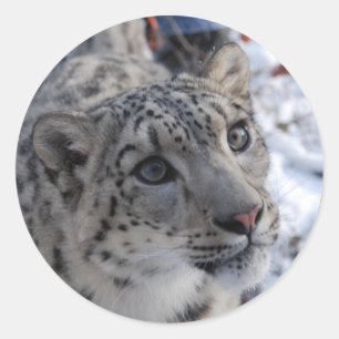 autocollants léopard des neiges