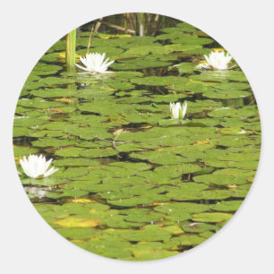Autocollants Lily-pad