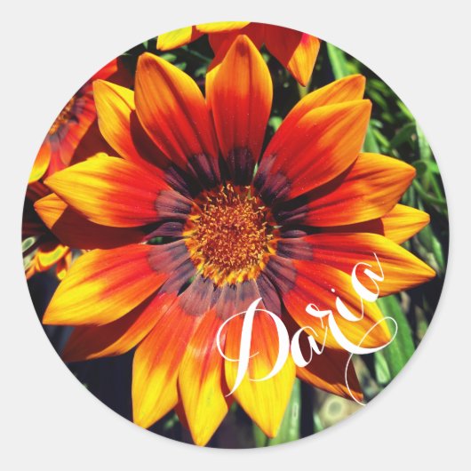 Autocollants nommés faits sur commande de Gazania (Devant)