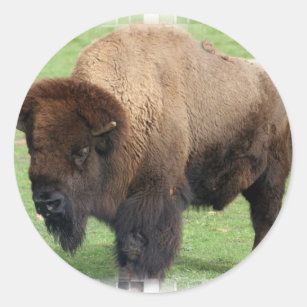 Autocollants nord-américains de bison