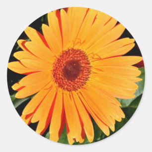 autocollants oranges de marguerite de gerbera