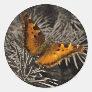 Autocollants oranges de papillon