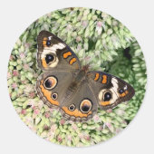 Autocollants Papillon (Devant)