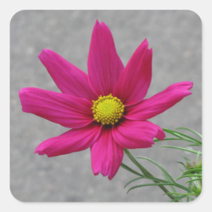 Autocollants personnalisés à fleurs roses