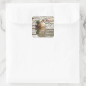 Autocollants Photo Canard Colvert (Sac)